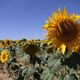 Girasoles Aragons