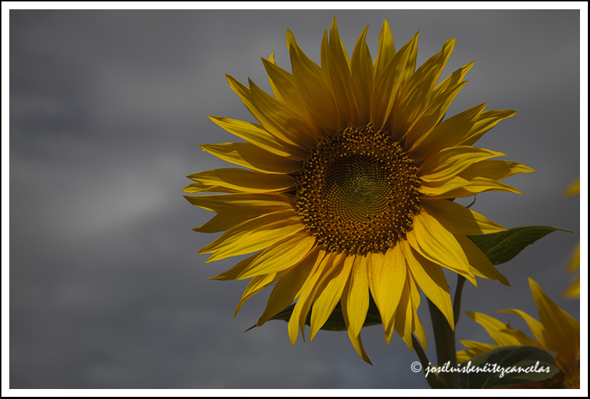 Girasoles