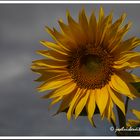 Girasoles