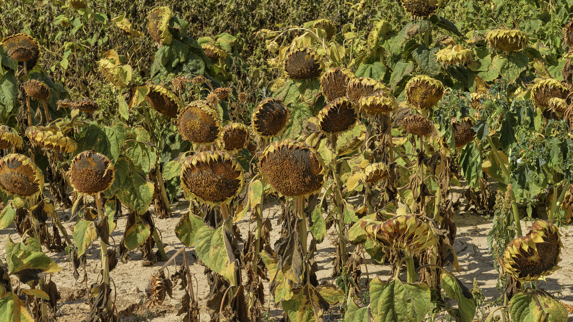 GIRASOLES 