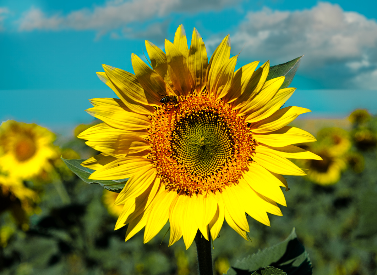 Girasoles