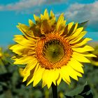 Girasoles