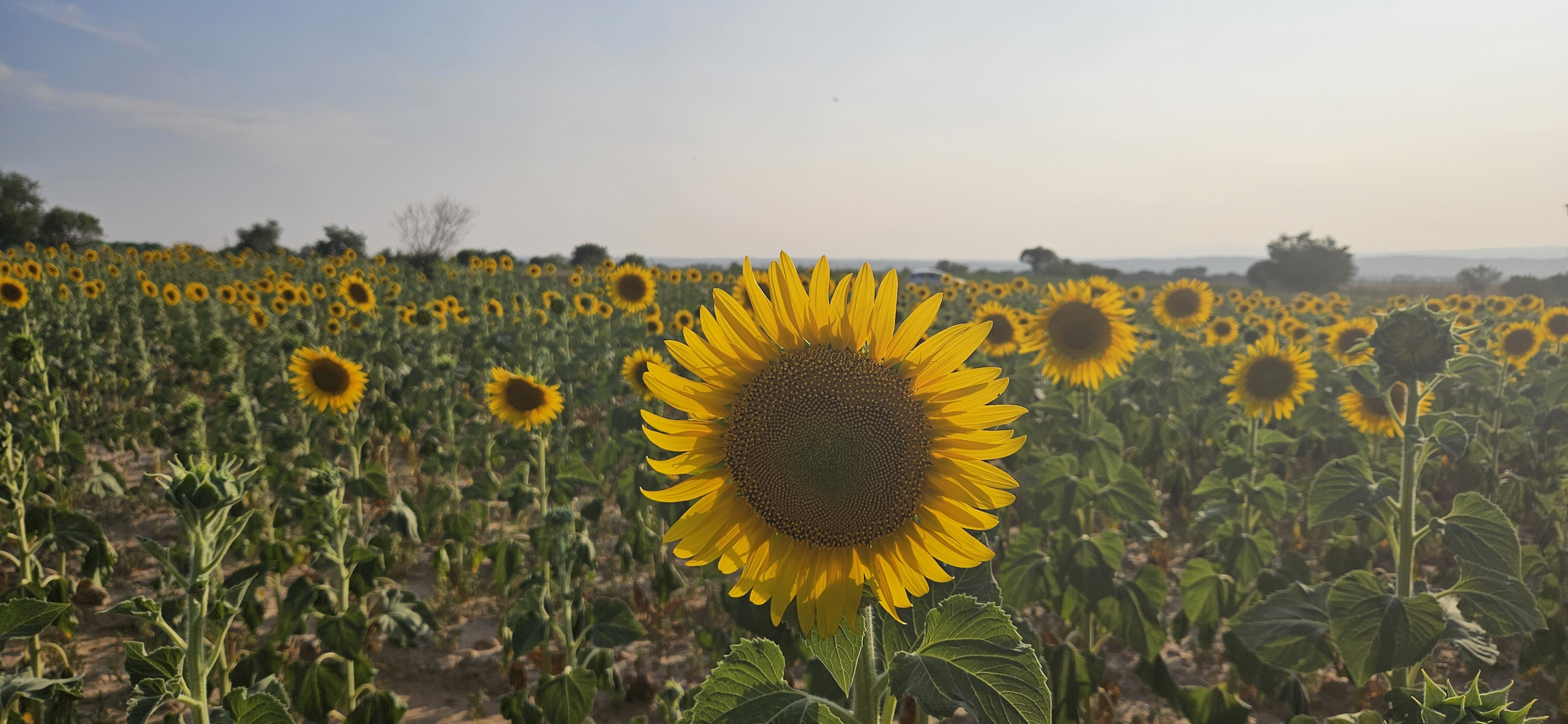 girasoles