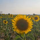 girasoles