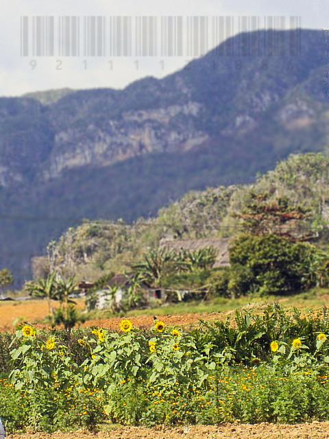 girasoles