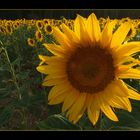 Girasoles en el atardecer (soria)