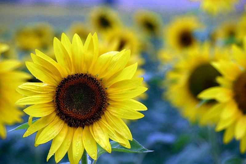 Girasoles en Girona