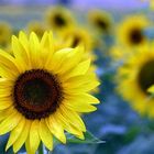 Girasoles en Girona