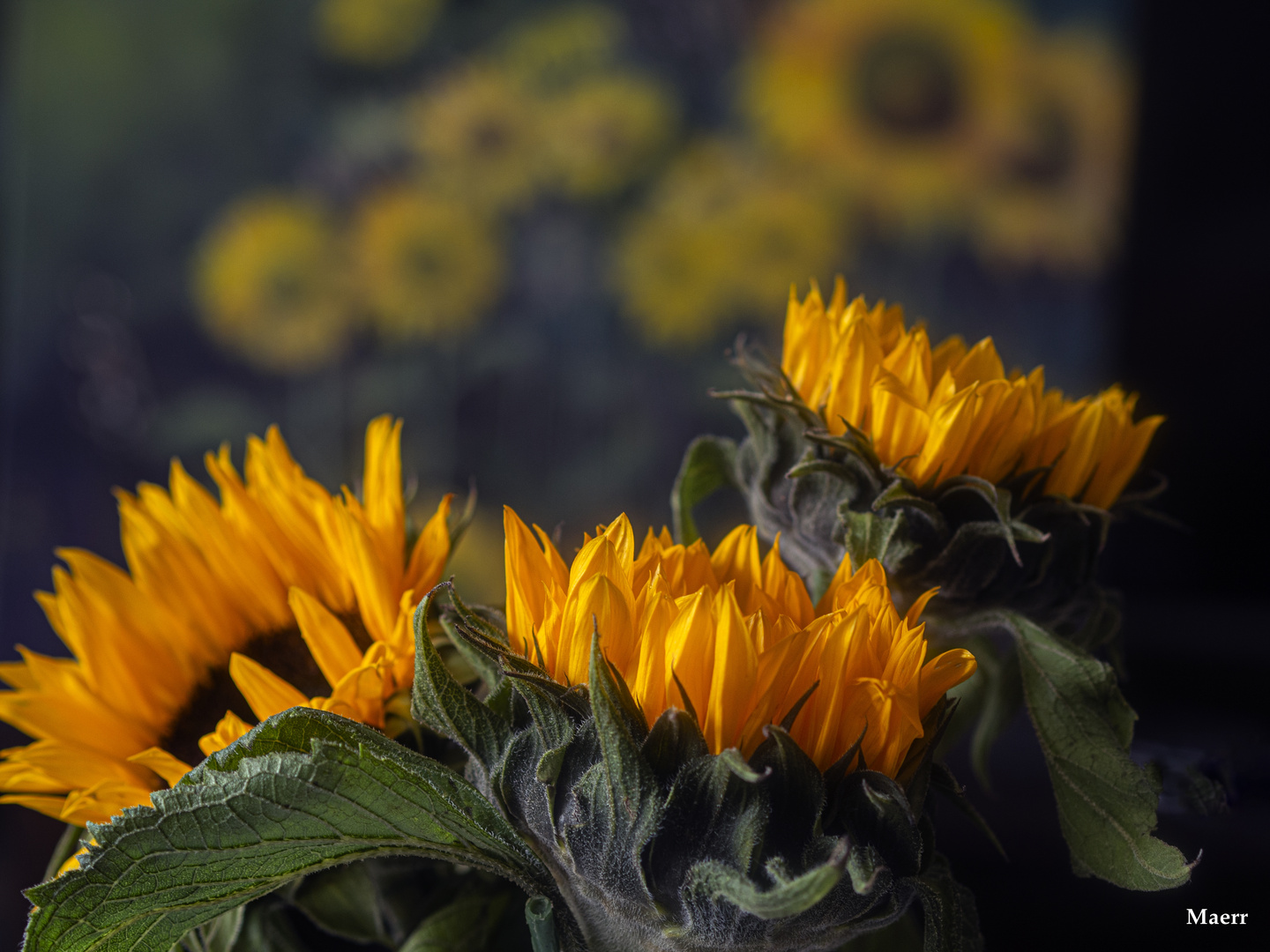 Girasoles en mi casa.