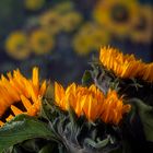 Girasoles en mi casa.