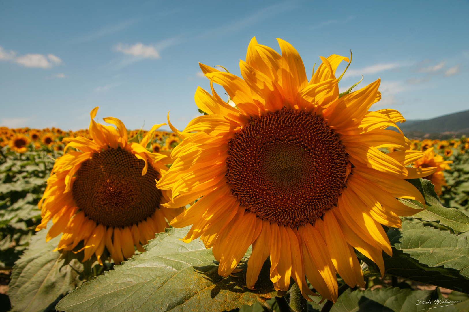 Girasoles