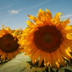 Girasoles