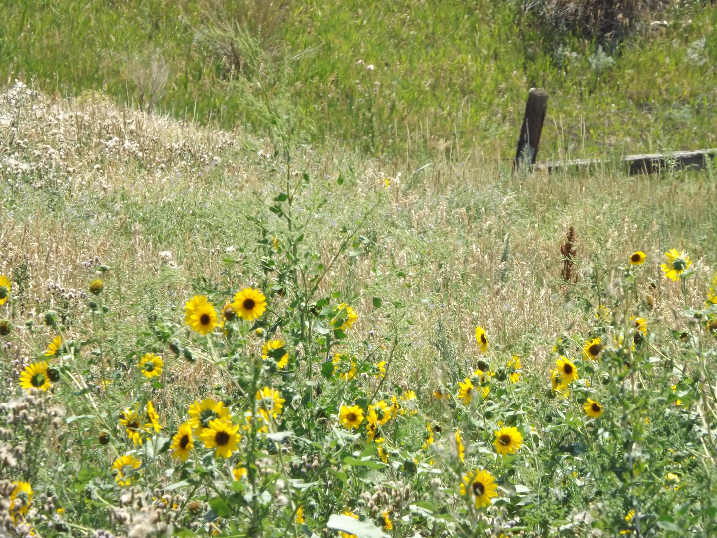 Girasoles