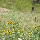 Girasoles