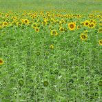 girasoles