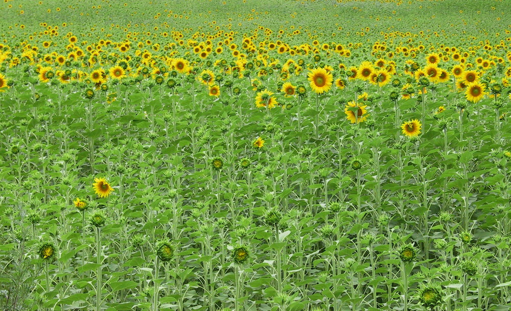 girasoles