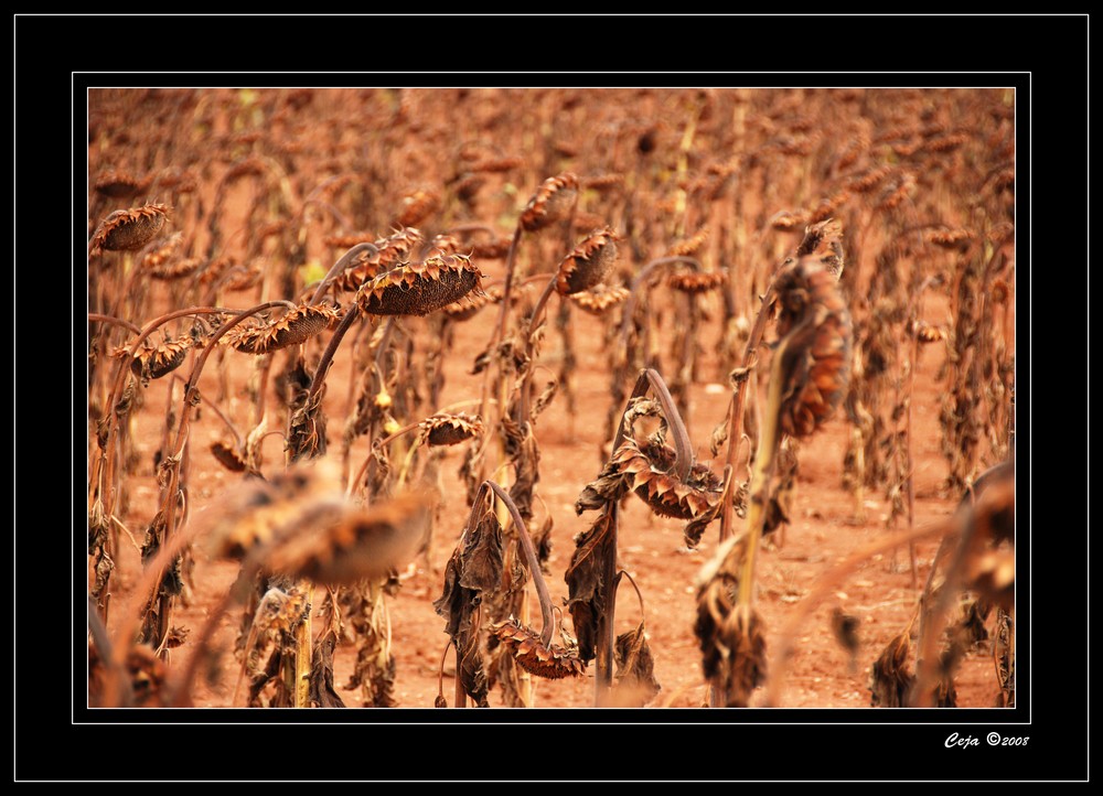 Girasoles