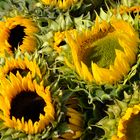 girasoles