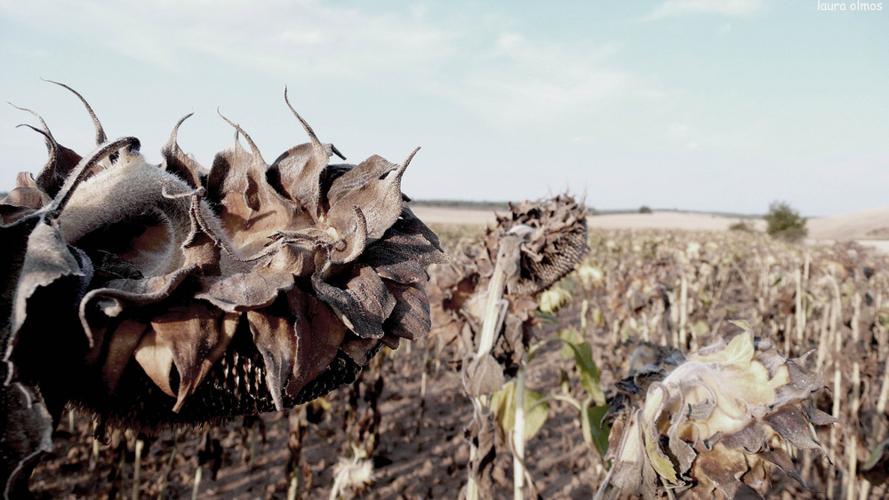 Girasoles muertos