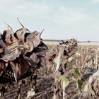 Girasoles muertos