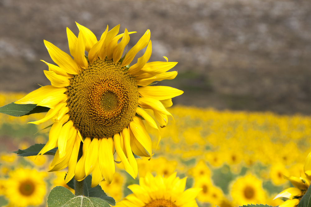 GIRASOLES Para Marce