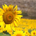 GIRASOLES Para Marce