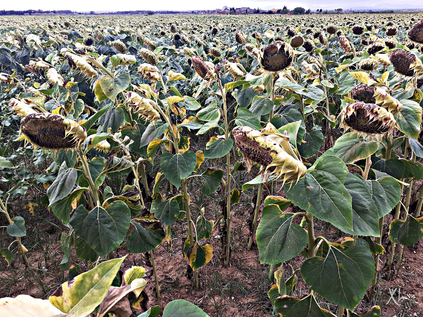 Girasoles pochos