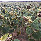 Girasoles pochos