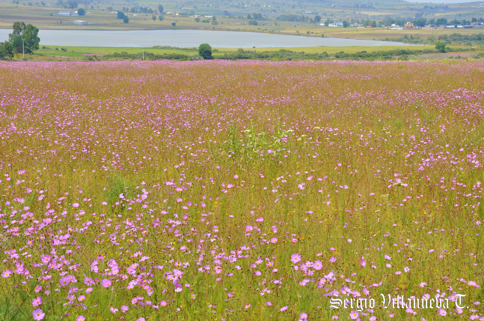 Girasoles Rosas