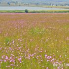 Girasoles Rosas