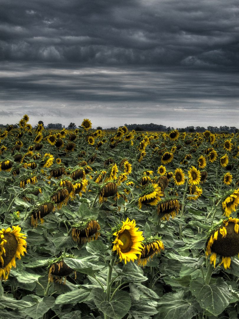 Girasoles tristes