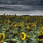 Girasoles tristes