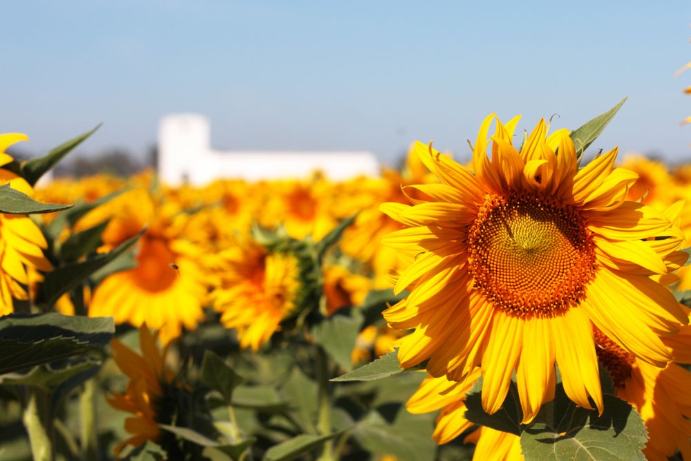 girasoles y casa 