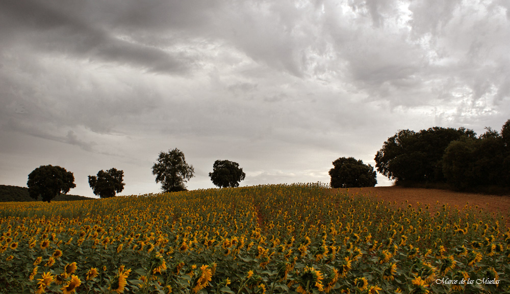 ...girasoles y chaparros 2...