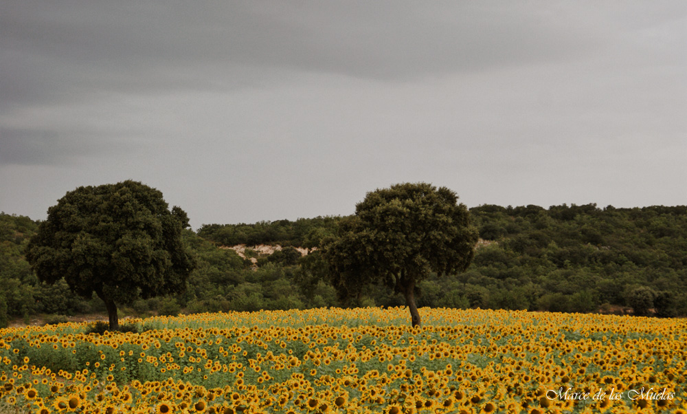 ...girasoles y chaparros 3...