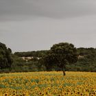 ...girasoles y chaparros 3...