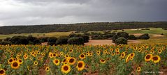 ...girasoles y chaparros...