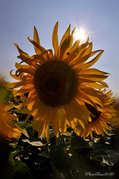 Girasoli 2