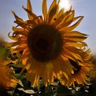 Girasoli 2