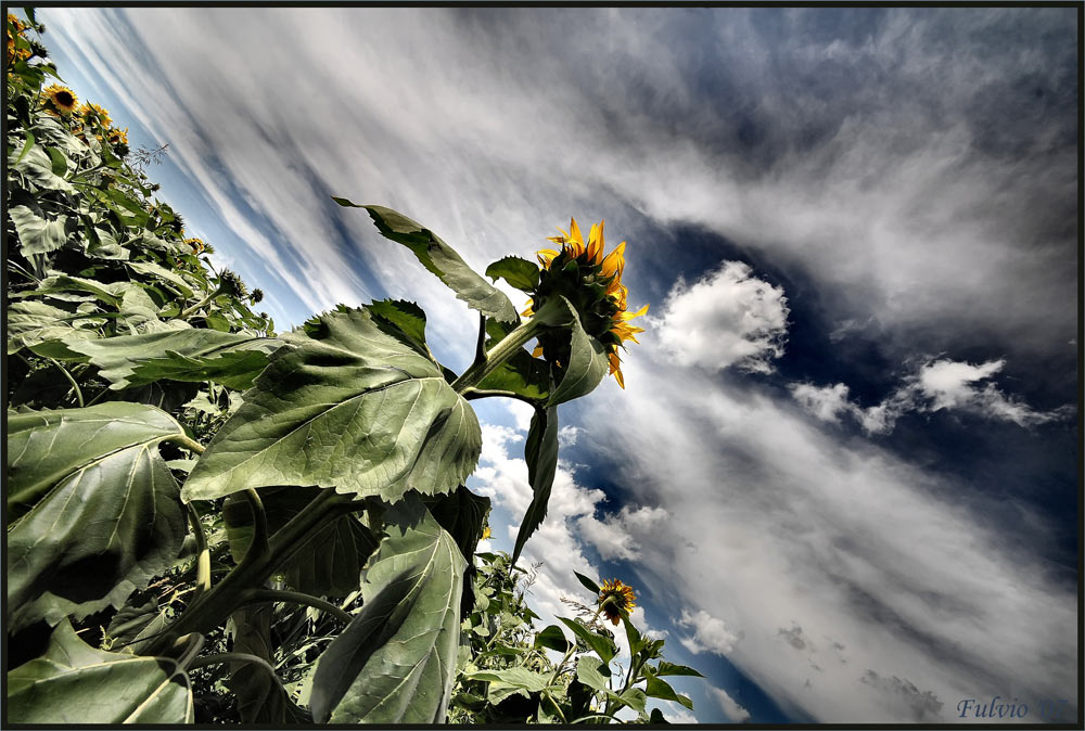 Girasoli 2007..... il ritorno!