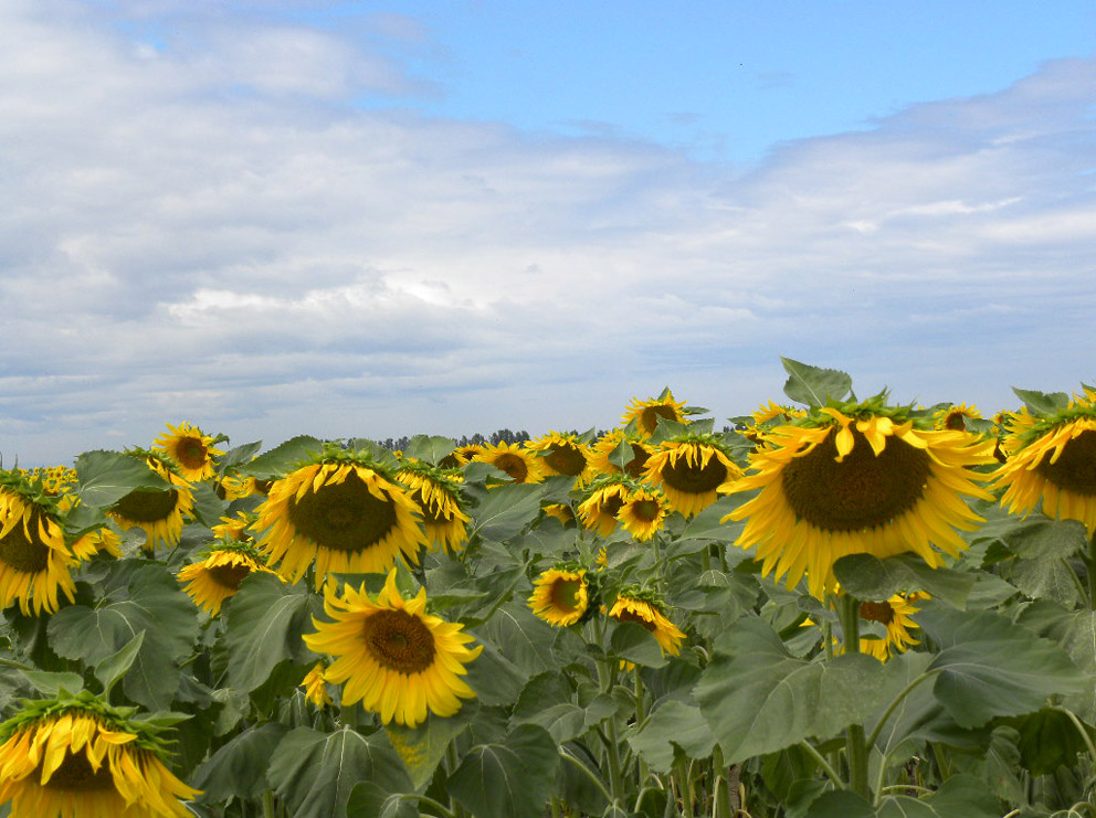 Girasoli 2009