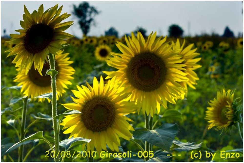 Girasoli