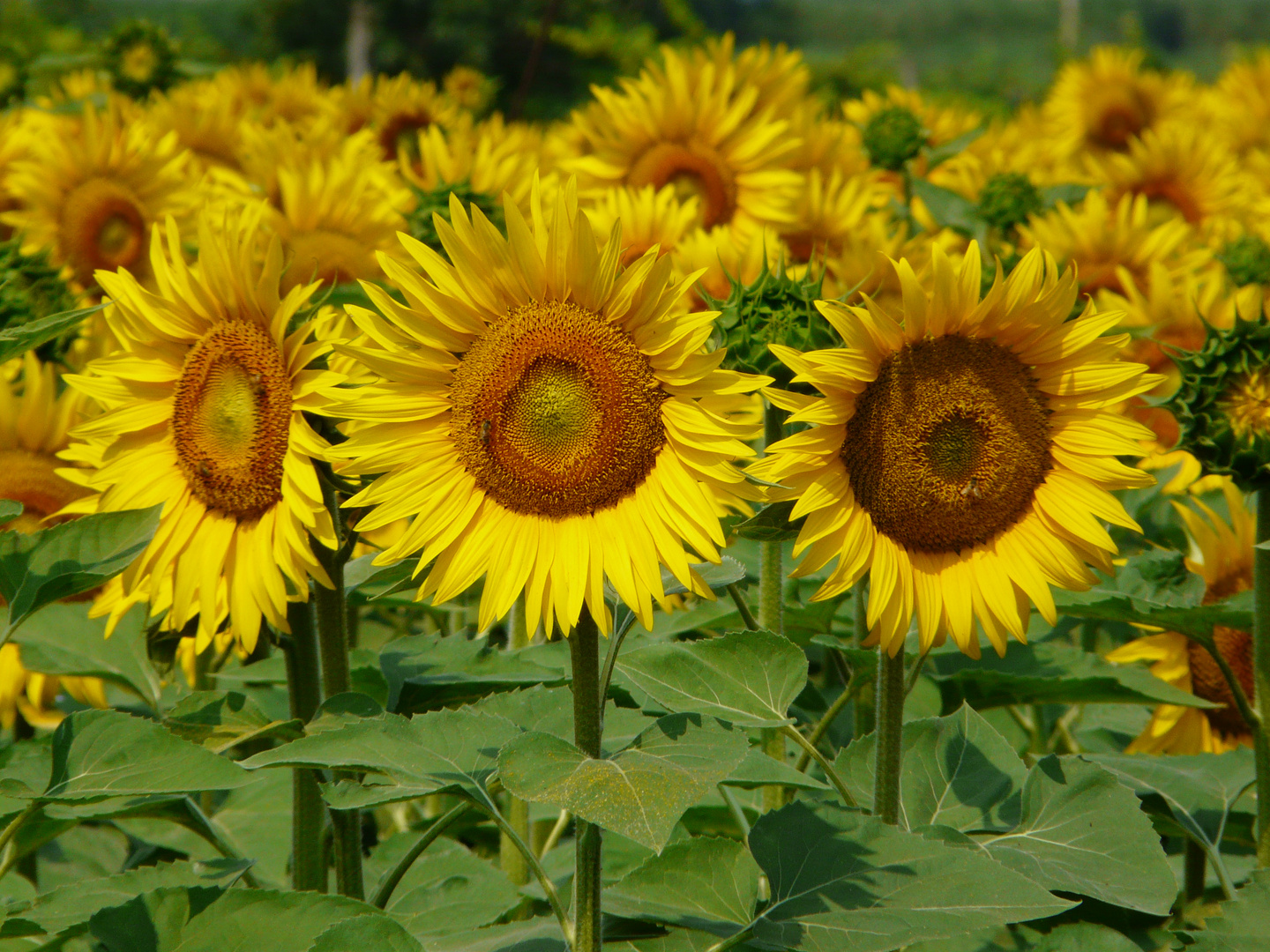 Girasoli