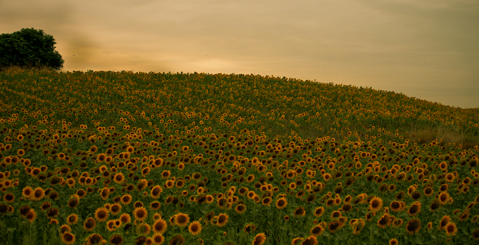 GIRASOLI