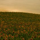 GIRASOLI