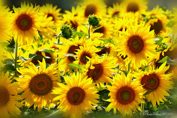 Girasoli 3