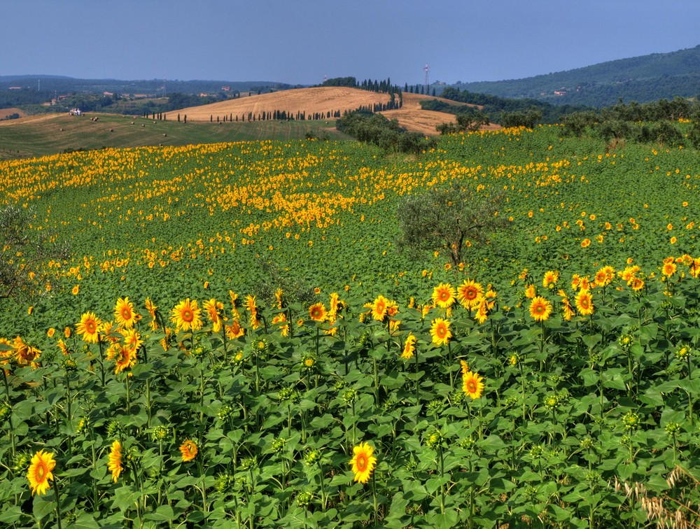 GiRaSoLi