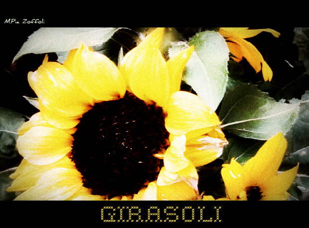 GIRASOLI