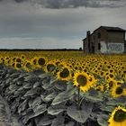 Girasoli