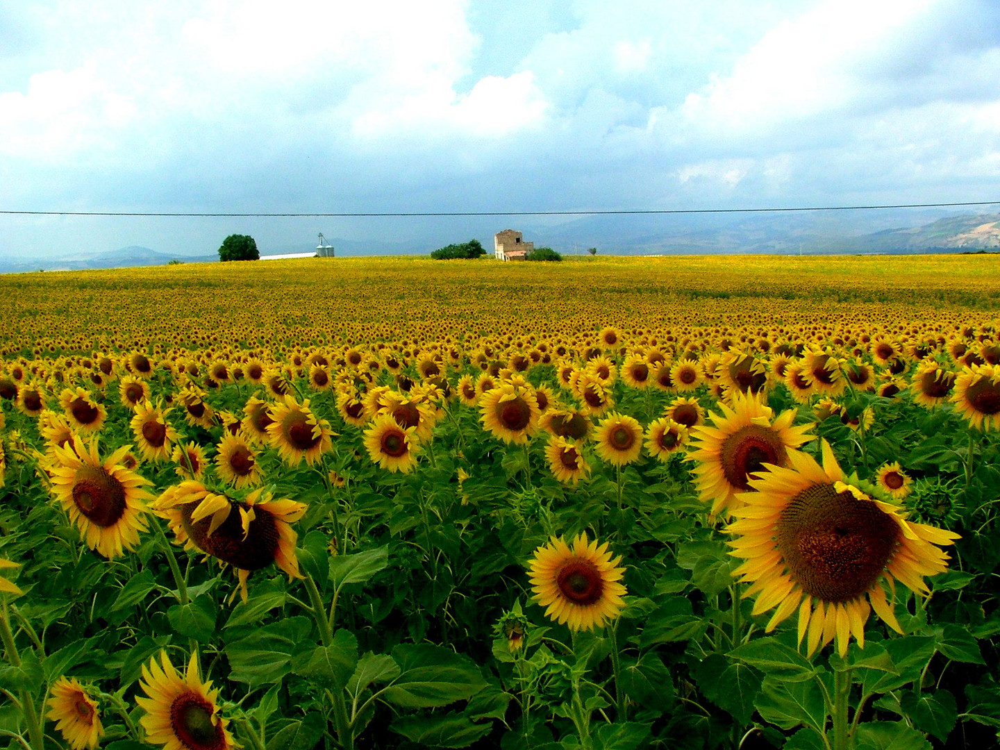 Girasoli